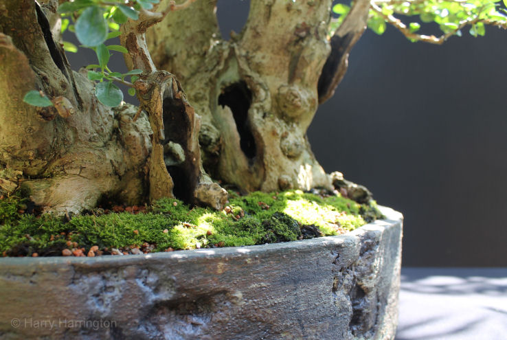 privet bonsai uro